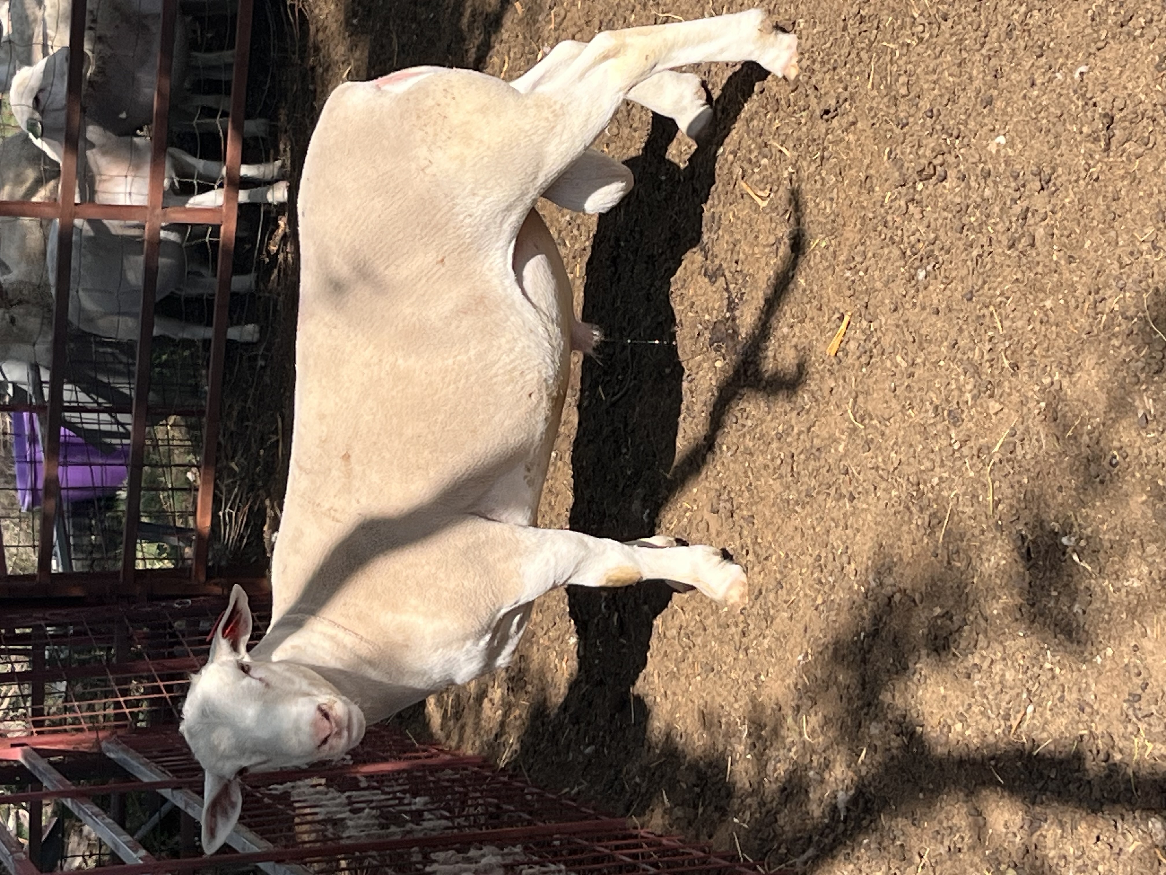Champion Dorper Buck Yoshi