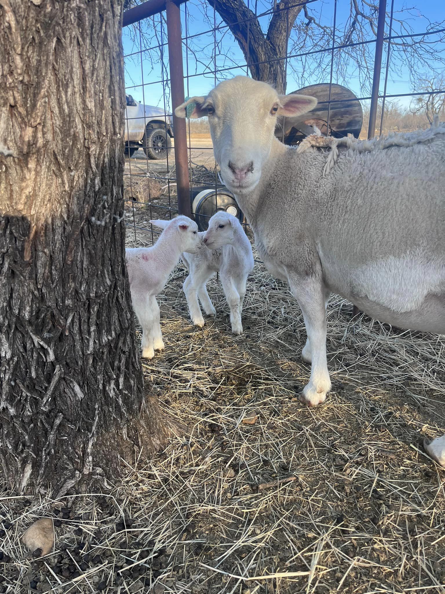 Dorper Matriarch