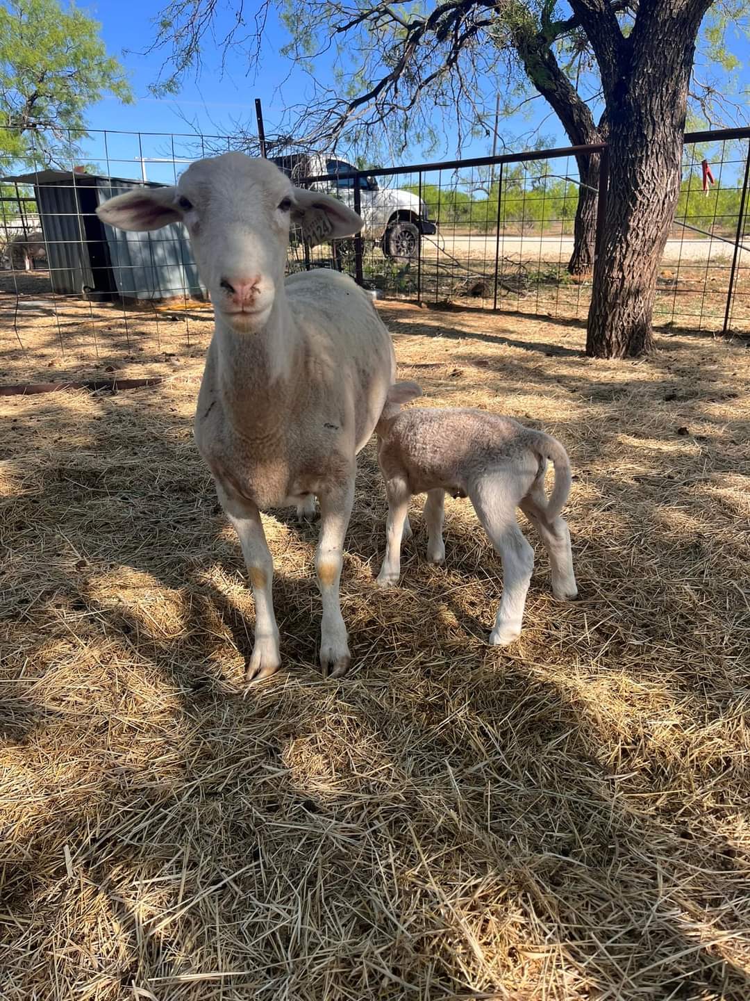 Dorper Lambs