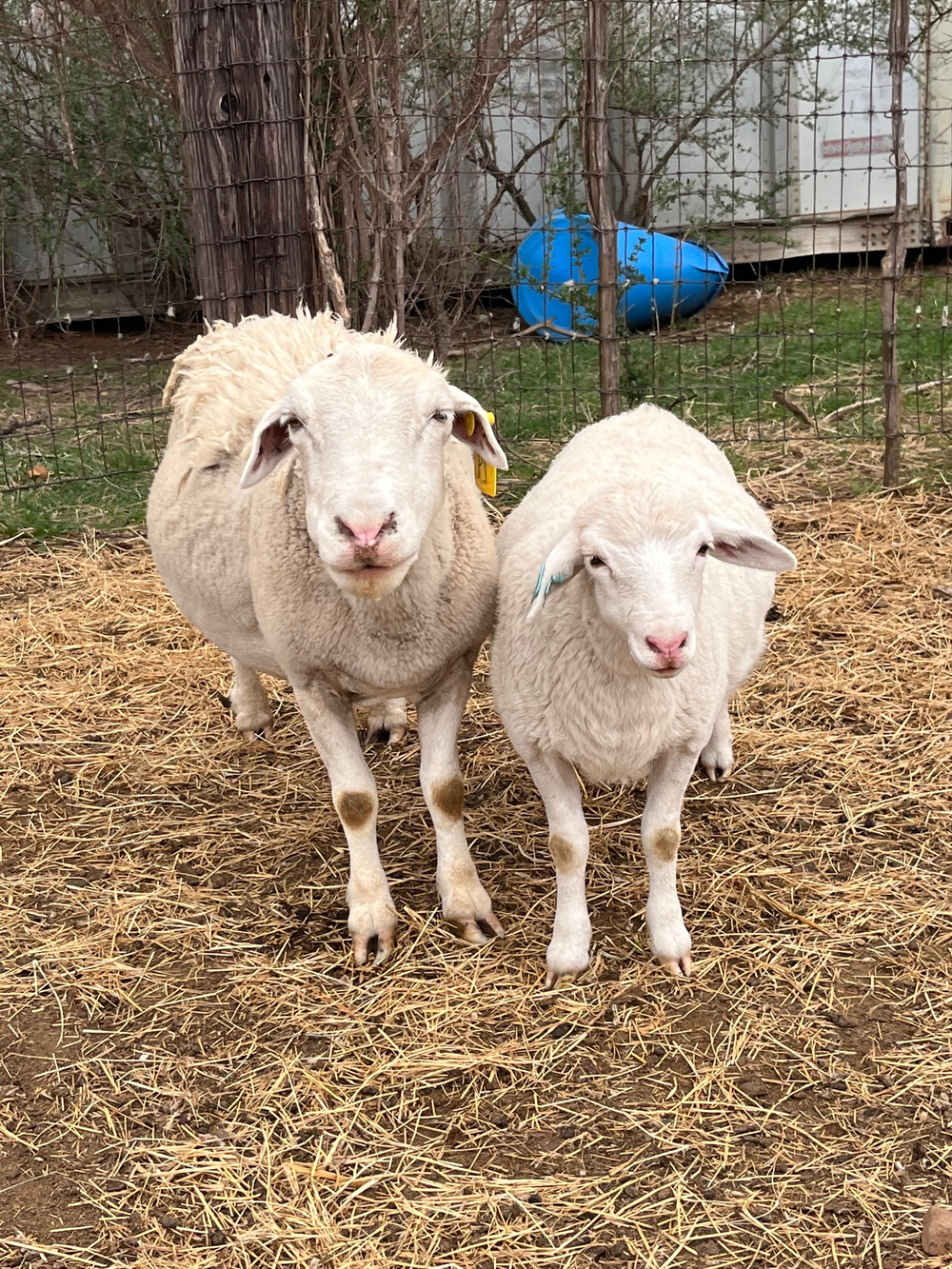 Dorper Ewe