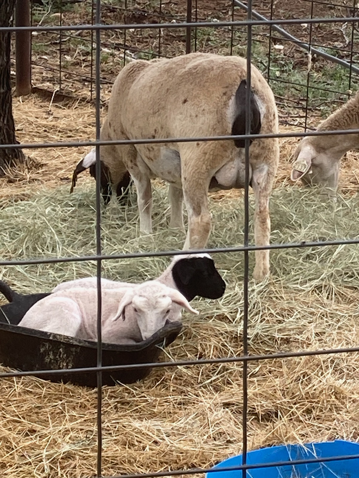 Dorper Buck