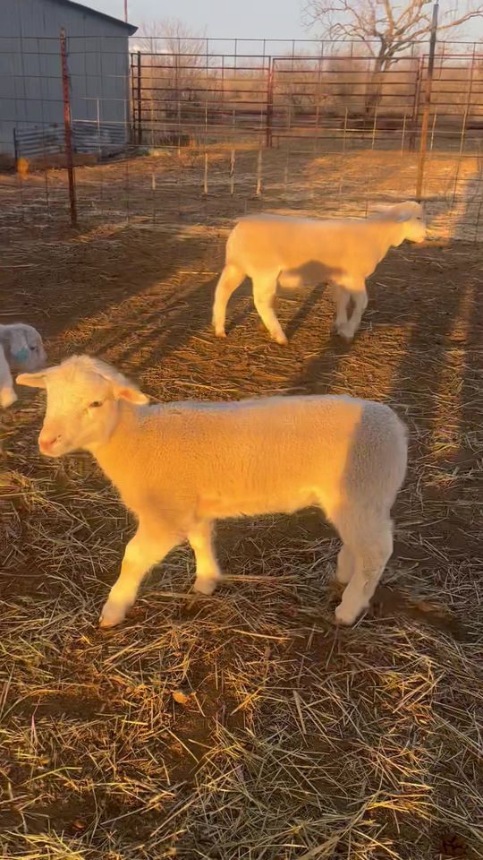 Dorper Lambs